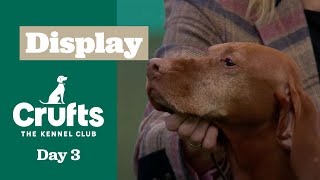 Gamekeepers and Dogs Shine at Crufts 2025 - Gamekeepers Competition Final | Crufts 2025