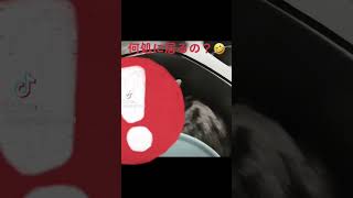 台所に行ったら....wwww           #tiktok #犬と猫のいる暮らし