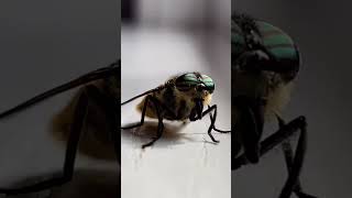 Closeup shot of a horsefly! #shorts #insects  #macro #insect