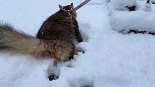 初めての雪に興奮した猫がこちらです