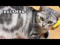 涼むぽっちゃり猫のお腹を愛でてみた　 アメリカンショートヘア・アメショ 愛しのルーズスキン