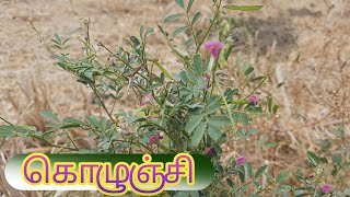 கொழுஞ்சி செடியின் பயன்கள் | uses of kolinji plant | kolinjoli chedi in payangal | nattu marundhu