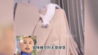 这种入睡速度真的存在吗？猫猫倒头就睡，跑慢一秒估计都得睡路上