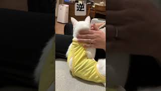 後頭部が愛しい #子猫 #可愛い猫