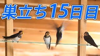 ２羽しか帰って来なかった巣立ち15日目