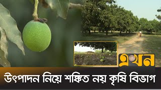 প্রচণ্ড খরতাপে ঝরে যাচ্ছে আমের গুটি, বাড়ছে চাষির ব্যয় | Rajshahi Mango | Ekhon TV