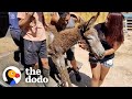 Rescue Donkey Couldn't Walk Until...❤️ | The Dodo Faith = Restored