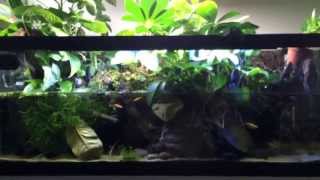 The Paludarium featuring the EHEIM aquaball 2210