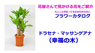 観葉植物の定番「幸福の木」をなんとなくわかりやすく紹介します。NHK連続テレビ小説のマッサンとの関係・・・・。ドラセナ・マッサンゲアナとは！