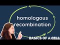 HOMOLOGOUS RECOMBINATION - in ENGLISH