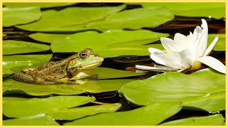 10 Stunden Froschteich Geräusche mit Tierstimme am Teich zum Meditieren, Entspannen und Einschlafen