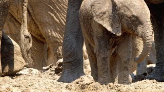 The Many Uses of Mud for Elephants