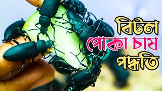 বিদেশি বিটল পোকা চাষ পদ্ধতি। হাঁসের, মুরগির এবং গরুর প্রোটিন যুক্ত খাবার বিটল পোকা। Bitol Poka