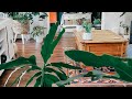 Large Summer Glory Watering. Watering Tips. Large Philodendron Care. Me Just Chatting