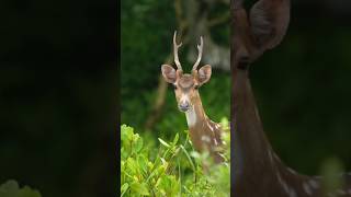 Sundarban Diaries| Teaser| সুন্দরবনের প্রাকৃতিক সৌন্দর্য্য| #shorts #ytshort #wildlife #vlog #nature