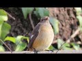 【鳥キロク】枝にとまるジョウビタキのメス