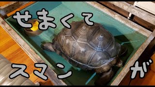 この先何度これを繰り返すのだろうか？【ゾウガメ飼育日記】Elephant tortoise culture