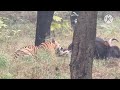 tiger hunted gaur टाइगर ने गौर का शिकार किया satpura tiger reserve