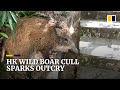 Culling of wild boars in Hong Kong stirs up citywide public outcry