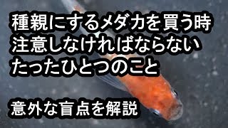 【メダカ 販売】メダカを買う時の意外な盲点！マニアの方ほど注意すべき大切なこと　滋賀県のメダカ販売店　めだか藁屋　高木正臣