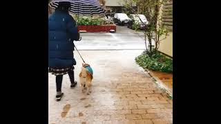 【柴犬だいふく】うっすら雪んぽ（15歳0ヶ月）