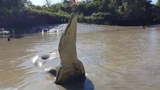 Jumping Crocodile Cruise in Adelaide River Darwin Australia