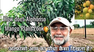 How Alphonso Mango Plant looks?अल्फाजों/हापुस आम पौधा