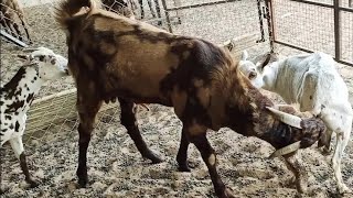 Powerful sirohi bridder with Barbari goat, goat matting video, crossing vid