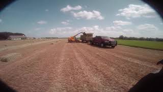 Sherrill Farms Loading 3rd Cutting Arcusin Bundles into the Trailer