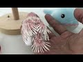 【紅目白太平洋鸚鵡寶寶成長比較慢💖 the red eyes white pacific parrotlet baby grows slowly】