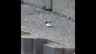 セキレイが謎のポーズ【求愛行動?】セグロセキレイ野鳥撮影