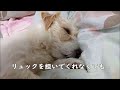 【セミリタイア 中年独女 犬と暮らす】犬連れで買い物できるホームセンター、ありがたいです。いろいろ買って家でお試し。