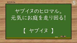 ヤブイヌ　ヒロマル：2024年12月：東山動植物園：ヤブイヌのヒロマル。元気にお庭を走り回る！