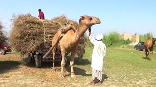 Camel Pull Cart||Camel Run Fast With Cart