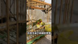 綠繡眼寶寶身體很誠實（？Baby bird is very honest【鸚鵡小木屋】#short#綠繡眼#寵物鳥