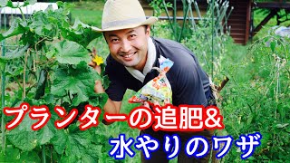 【自然菜園流】竹内孝功さんに学ぶ「プランターの追肥と水やり」のワザ