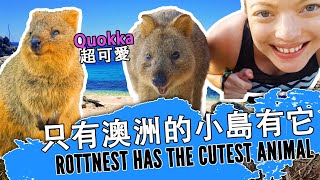 Quokka: Australia's cutest animal now has it's own rap | Rottnest Island Western Australia