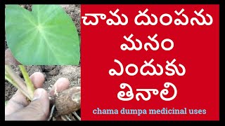 చామ దుంపను ఎందుకు తినాలి ||chama dumpa medicinal uses in telugu||colocasia esculenta medicinal uses