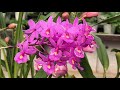 ★佐布里池の温室の植物（花の館）greenhouse plants in sori pond（flower house）