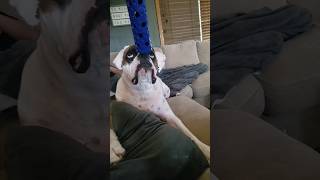 Chonk Gets Booped #boxerdog #chonk #boxershorts #puppy #funny