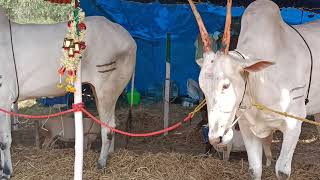 Glorious Hallikar ox pairs belongs to Farmer Marave Narayanappa, Vijipura in Sapallamma cattle fair