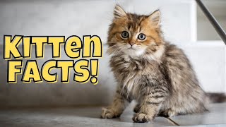 11 Fun Facts About Kittens