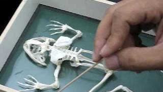 Frog skeletal system