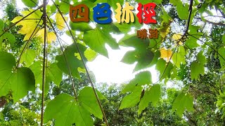 四色林徑啡路 | 大埔滘林徑 | 松仔園 | 陸拍