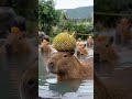 The Magical Capybara: Turning Oranges into Durians! #Capybara