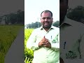 अदरक की खेती में कैसे लें 10 गुना ज़्यादा उत्पादन ॥ gingerfarming अदरक kheti newspotli