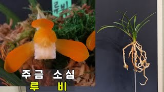 제97편 루비[판매완료] [난초,좋은난,건강한난,화소정,힐링,취미,한국춘란,춘란판매,난초배양,난초물주기,난병해,무료,나눔,신지식인,튼튼한난,명명품,춘란,난분갈이,도시농업,귀농]