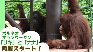 【福岡市動物園】オランウータン「リキ」と「ナナ」同居スタート！