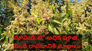 మామిడి లో పూత దశలో తీసుకోవాల్సిన జాగ్రత్తలు | mango flowering | how to increase mango flowering