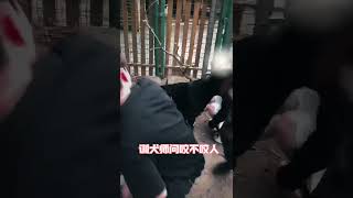 主人说狗不咬人，咬了算谁的责任？ @亨特训犬 火火 养狗经验分享 亨特训犬